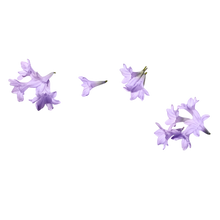 Load image into Gallery viewer, Jacarandá Gift Set