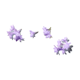 jacaranda flowers